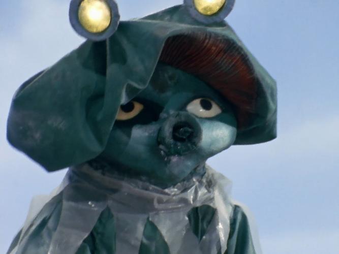 圆盘生物布纽